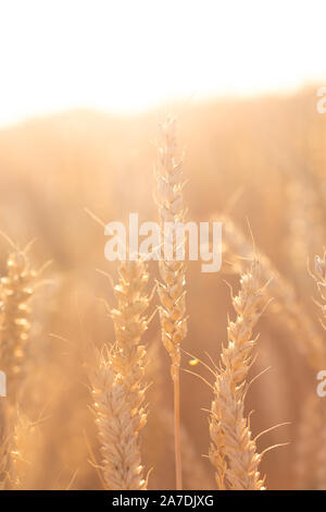 Mehrere große Weizenähren, die den Himmel unter der Hintergrundbeleuchtung, heißen Sommer Abend ausdehnen. Stockfoto