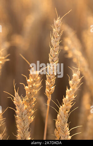 Mehrere große Weizenähren, die den Himmel unter der Hintergrundbeleuchtung, heißen Sommer Abend ausdehnen. Stockfoto