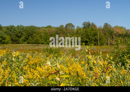 Eine wildflower Meadow in voller Blüte. Der Spätsommer und Frühherbst Goldrute und Aster Blüten. Yarmouth, Maine Stockfoto