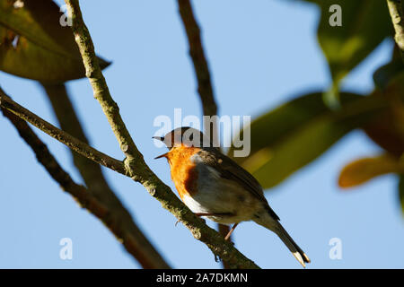 Robin thronte auf einem Baumzweig und sang mit weit geöffnetem Schnabel, Harrogate, North Yorkshire, England, Großbritannien. Stockfoto