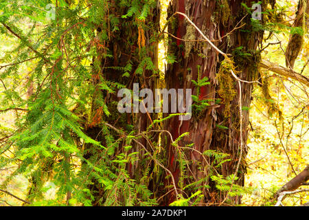 Pacific Yew, Umpqua National Forest, Oregon Stockfoto