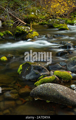 Bear Creek, Wallowa-Whitman National Forest, Oregon Stockfoto