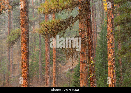 Ponderosa Pine (Pinus ponderosa) Wald im Schneesturm, imnaha Wild und Scenic River, Wallowa-Whitman National Forest, Oregon Stockfoto