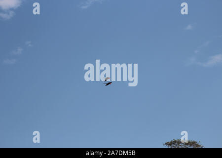 Ein steckverbinderpaar Hellrote Aras, Ara Macao, flying Overhead vor blauem Himmel im Tambopata National Reserve, Puerto Maldonado, Peru Stockfoto