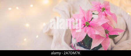 Weihnachten rosa Weihnachtsstern vergossen mit beiger Strickpullover mit funkelnden Girlande, getönt Stockfoto