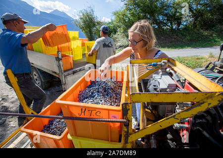 Swiss Wine Maker Marie-Therese Chappaz schwört mit biologischen Methoden, als sie ihre Weine in der hügeligen Weinbergen in vollem Umfang produzieren. Sie verwenden sogar Pferde das Feld zu arbeiten. Das Ergebnis sind lecker. Im Jahr 2015 wurde sie der Schweizer Winzer des Jahres, aber seitdem hat sie auf: "Jede Saison ist anders, so dass ich zu adaptieren und erfinden alle Zeit" verschoben. Die Schweiz wird oft als ein Wein produzierende Nation übersehen, aber die Schweizer haben den Weinbau seit den Tagen der Römer. Stockfoto