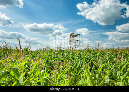 Jagd Plattform in einem Maisfeld, weißen Wolken am blauen Himmel Stockfoto