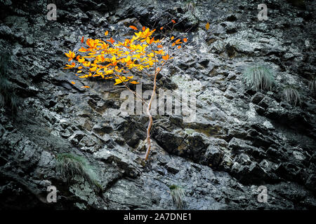 Baum mit orange Blätter wächst auf einem Stein Neigung von einer Klippe. Das Konzept der Überwindung von Schwierigkeiten und Überleben unter schwierigen Bedingungen. Stockfoto