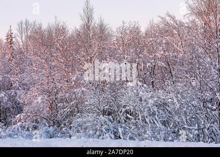 Fabelhafte pink Sunrise im Winter Wald. Verschneiten russischen Winter. Murmansk - Russland. Soft Focus Stockfoto