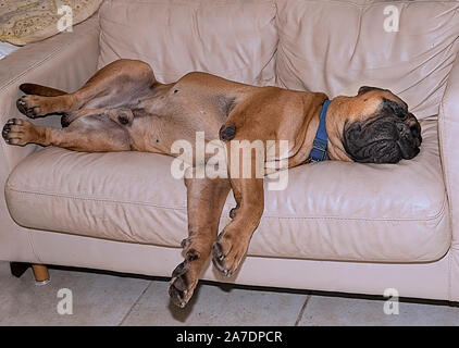 Bullmastiff Rüde Schlafen auf einem Sofa. Isoliert. Stockfoto