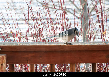 Bluejay Fütterung auf Grundlagen im späten Winter Stockfoto