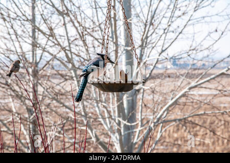 Bluejay Fütterung auf Grundlagen im späten Winter Stockfoto