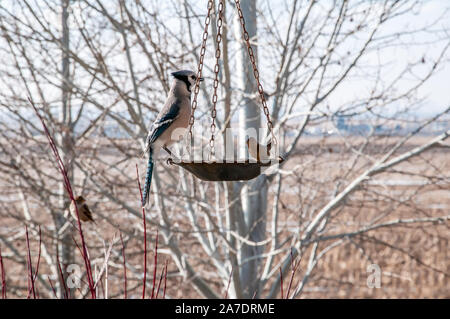 Bluejay Fütterung auf Grundlagen im späten Winter Stockfoto