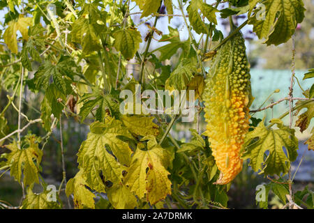 Exotische bitter Melone Reifung zu Gelb im Spätsommer, wächst an einem grünen Reben in einem schrebergarten Stockfoto