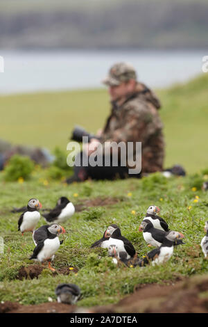 Naturfotograf Papageientaucher fotografieren, Fratercula arctica, Lunga Treshnish-inseln, Innere Hebriden, Schottland, Großbritannien Stockfoto