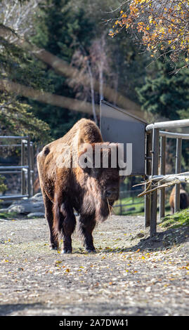 North American Bison Stockfoto