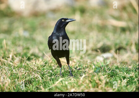 Männliche Boot-tailed Grackle (Quiscalus major) entlang der Kante des Lago de Chapala, Jocotopec, Jalisco, Mexiko Stockfoto