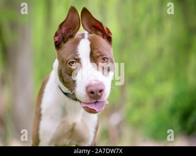 Eine rot-weiße Grube Stier Terrier Mischling Hund mit Diskette aufrechte Ohren Stockfoto