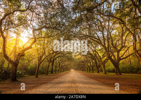 Eine atemberaubende, langen Weg mit alten live oak Bäumen drapiert im spanischen Moos in den warmen, am späten Nachmittag in der Nähe von Savannah, Georgia. Stockfoto