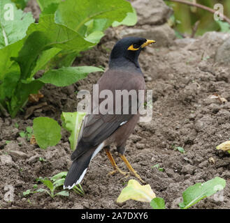 Gemeinsame Myna Bird, (Acridotheres Tristis) Sikles, Nepal Stockfoto