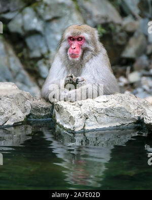 Japanische macaque entspannend in der Nähe der heißen Quellen in Jigokudami Monkey Park, Nagano, Japan. Stockfoto