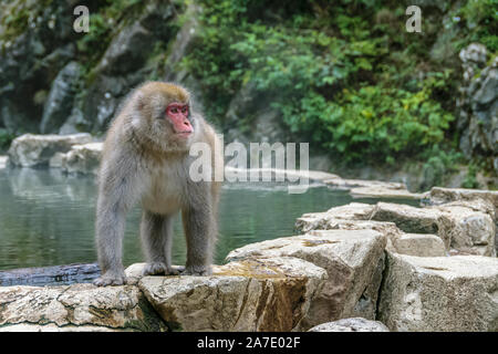 Japanischen Makaken in der Nähe der heißen Quellen in Jigokudami Monkey Park, Nagano, Japan chillen. Stockfoto