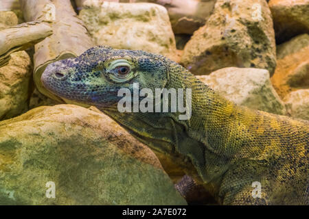 Nahaufnahme des Gesichts eines komodo Drache, tropische Echse aus Indonesien, gefährdete Tierart Stockfoto