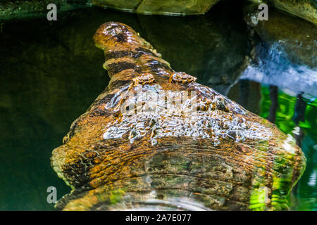 Nahaufnahme des Gesichts eines false gharial Krokodil unter Wasser, tropische und gefährdete Tierart aus Asien Stockfoto