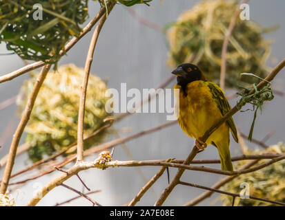 Nahaufnahme von einem schwarzen vorangegangen Weber sitzt auf einem Ast, tropischen Vogel specie aus Afrika Stockfoto