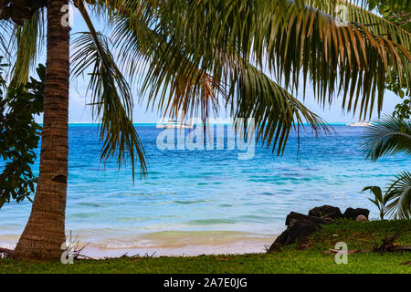 Blick auf die Bucht durch Palmen, Huahine, Französisch Polynesien Stockfoto