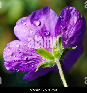 Nahaufnahme von der Rückseite eines blauen/violetten winterharte Geranium rozanne Blume in die Regentropfen fallen Stockfoto