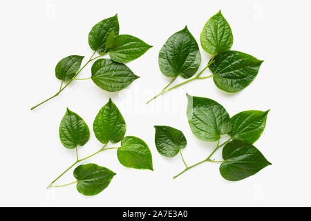 Piper sarmentosum oder Wildbetal leafbush auf weißem Hintergrund Stockfoto