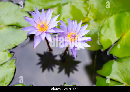 Lila, Lila lotus Seerosen blühen auf dem Teich. Bunte Blume Garten Stockfoto