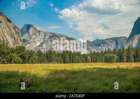 Blick auf den Half Dome vom Yosemite Valley, Meadow trail Cook, Yosemite NP, Kalifornien, USA. In der Nähe von Sehenswürdigkeiten: Yosemite Falls, Glacier Point, El Capitam. Stockfoto