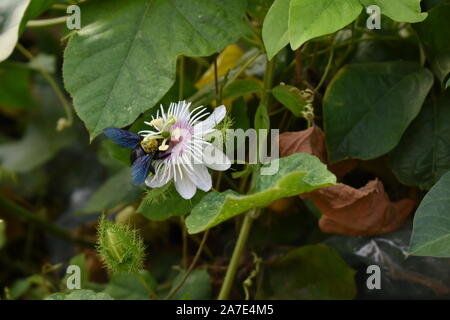 Eine Zimmermannsbiene (Xylocopa latipes) auf einer Passionsfruchtblume (Passiflora foetida). Surakarta, Indonesien. Stockfoto