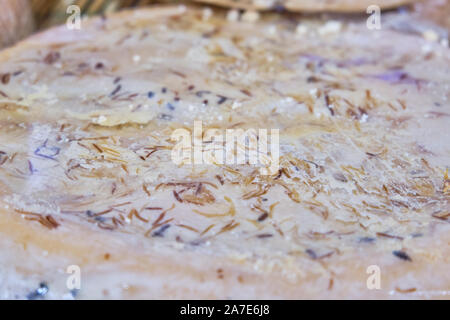 Casu marzu, sardische Käse mit Larven von Piophila Casei Stockfoto