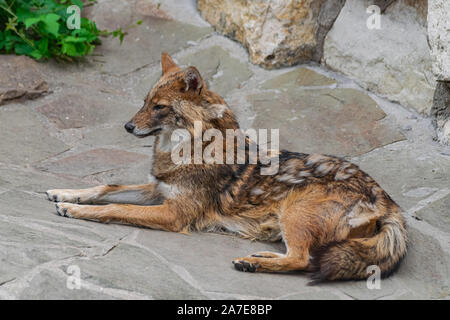 Golden Schakal (Canis aureus), Verlegung auf felsigen Oberfläche Stockfoto