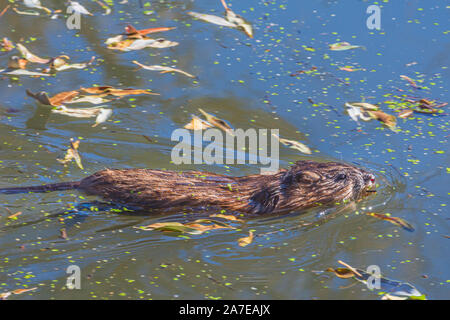 Bisamratte Schwimmen (Ondatra zibethicus) in Feuchtgebiet Teich unter Herbstblättern, Castle Rock Colorado USA. Stockfoto