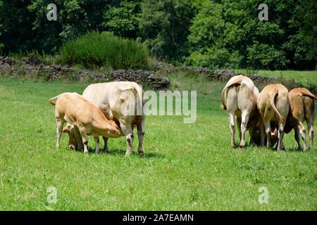 Ein Kalb saugt Milch vom Euter seiner Mutter, die Kuh Stockfoto