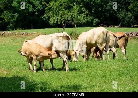 Ein Kalb saugt Milch vom Euter seiner Mutter, die Kuh Stockfoto