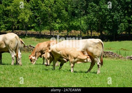 Ein Kalb saugt Milch vom Euter seiner Mutter, die Kuh Stockfoto