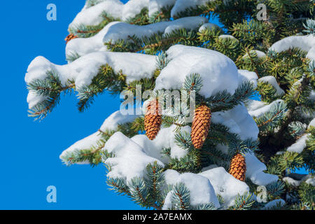 Douglasie (Pseudotsuga menziesii) Zweige mit frischem Schnee zeigen Tannenzapfen und Nadeln, Castle Rock Colorado USA. Foto im Oktober getroffen. Stockfoto