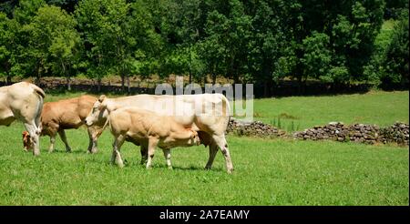 Ein Kalb saugt Milch vom Euter seiner Mutter, die Kuh Stockfoto