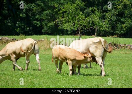 Ein Kalb saugt Milch vom Euter seiner Mutter, die Kuh Stockfoto