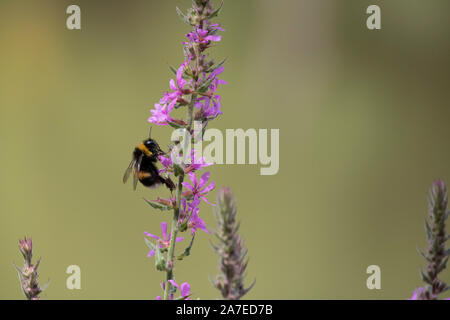 Nahaufnahme Foto: Lythrum salicaria Anlage. Er war in Rosa angehoben. See Landschaft im Hintergrund. Es gibt eine Wespe. Stockfoto