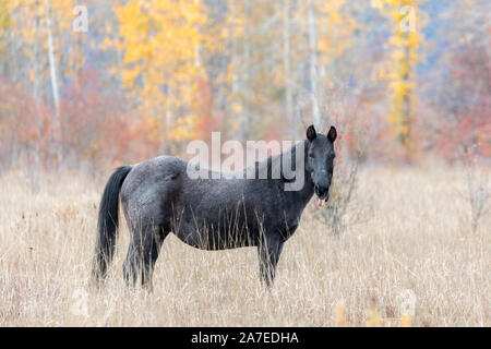 Schwarzes Pferd in einem Feld im Herbst mit seiner Zunge im Staat Washington klemmt Stockfoto