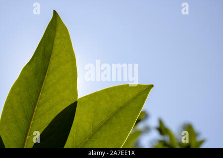 In der Nähe des Sky und Michelias Anlage. und blauer Himmel im Hintergrund. Stockfoto