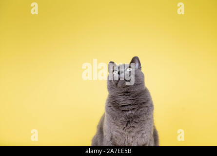 Kurze Haare graue Katze auf gelbem Hintergrund Stockfoto