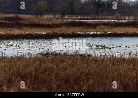 Migration von Schwänen und Enten in Richtung Süden auf die Tierwelt und Flüchtling in Wisconsin Stockfoto