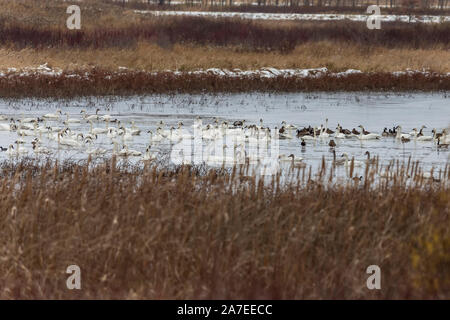 Migration von Schwänen und Enten in Richtung Süden auf die Tierwelt und Flüchtling in Wisconsin Stockfoto